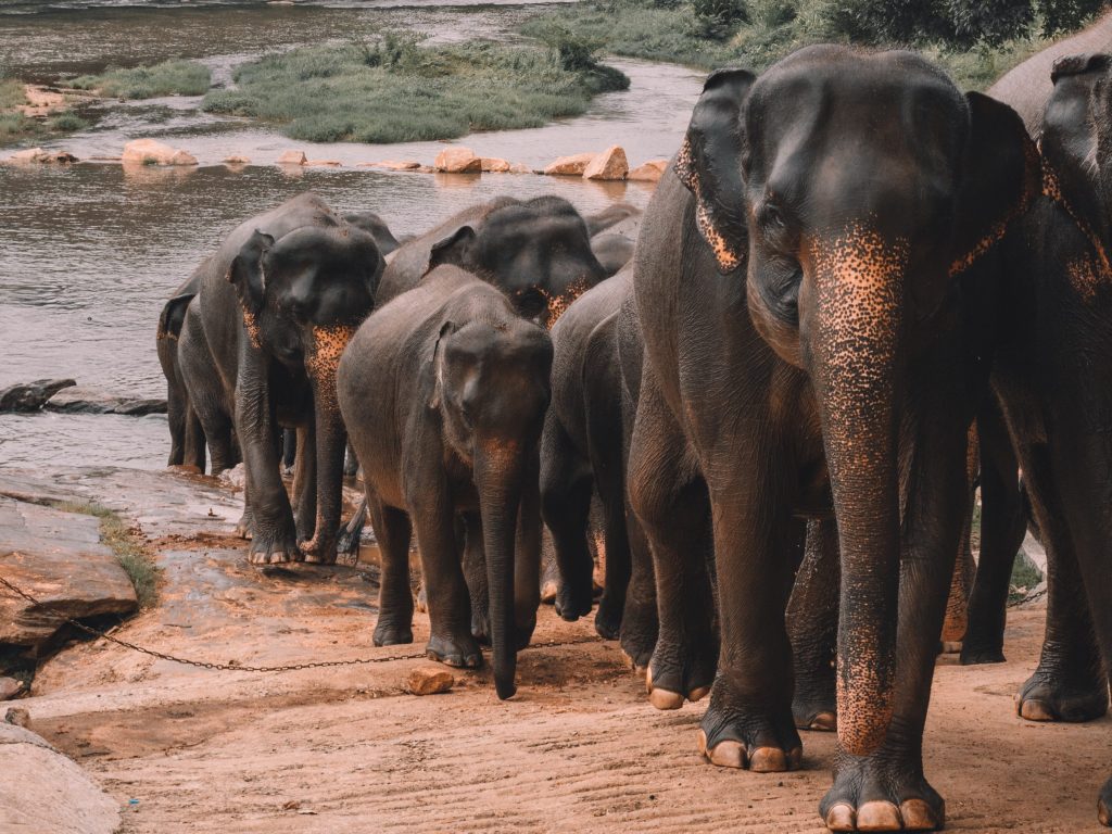 elephant tour