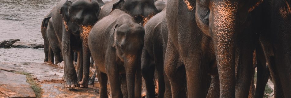 elephant tour